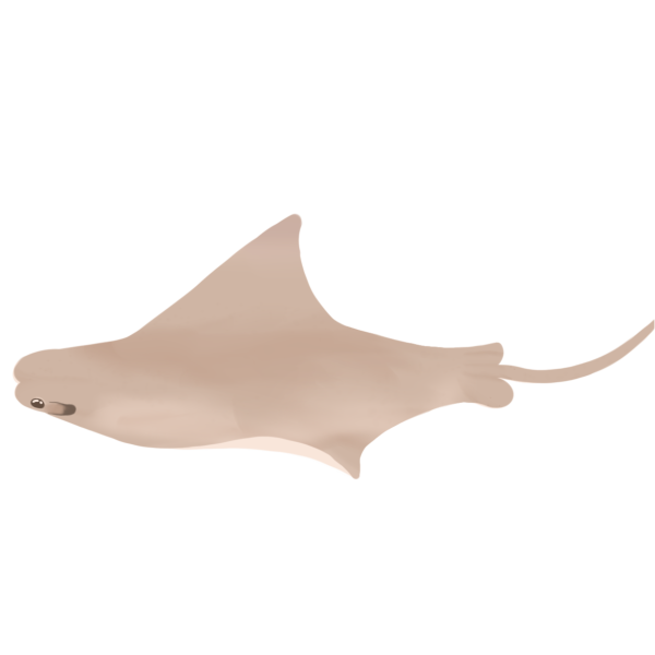 A grayish-tan stingray viewed from the side and slightly above, facing the left. The far wing is fully extended, with only a little of the near wing visible.